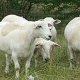 Juli 2014 Mutterschafe mit Lämmern (ca 4 Monate alt)